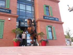 Treningi ujeżdżeniowe