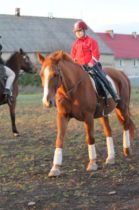 Treningi ujeżdżeniowe