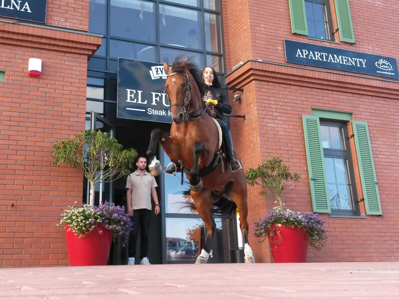 Treningi ujeżdżeniowe